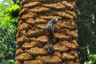 salimander in trunk of a large tree in mexico city